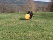 Alenka (Anabell) 3 měsíce - už od mala má ráda frisbee